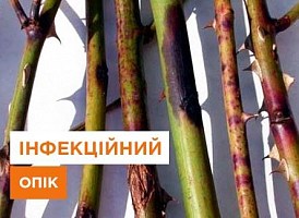 Інфекційний опік троянд - корисні статті про садівництво від Agro-Market