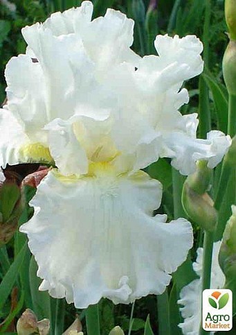 Ирис бородатый крупноцветковый "Devonshire Cream" 1шт  в упаковке