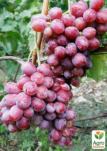Виноград "Фаэтон" (сочная, плотная мякоть, крупная гроздь 800-1200 гр)
