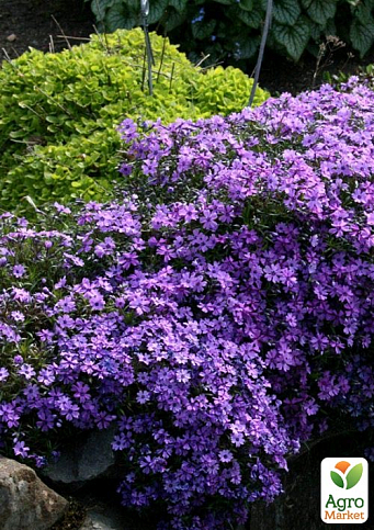 Флокс шиловидный "Purple Beauty" (цветущий ковер)