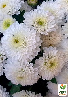 Хризантема мультифлора куляста "Staviski White"1