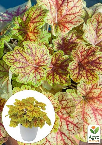 Гейхера (Heuchera) "Electra" 