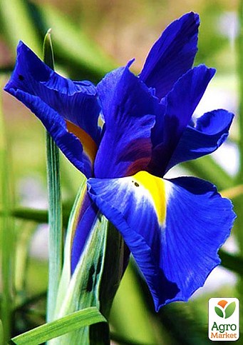 Ирис голландский "Hollandica Blue Magic 1002" 5шт в упаковке