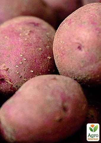 Насіннєва пізня картопля "Рудольф" (на парку, 1 репродукція)