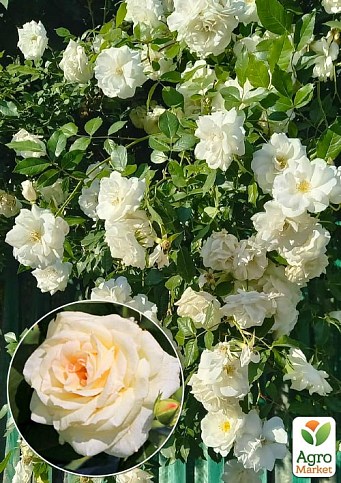 Троянда в контейнері плетиста "Schneewalzer" (саджанець класу АА+) - фото 2