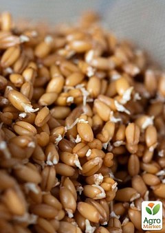 Тверда пшениця для пророщування органічного походження ТМ "Green Vitamin" 250г2