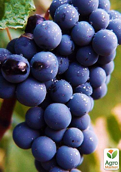 Виноград "Антей Магарача" (винний, ранньо-середній термін дозрівання, має мускатний насичений смак)4