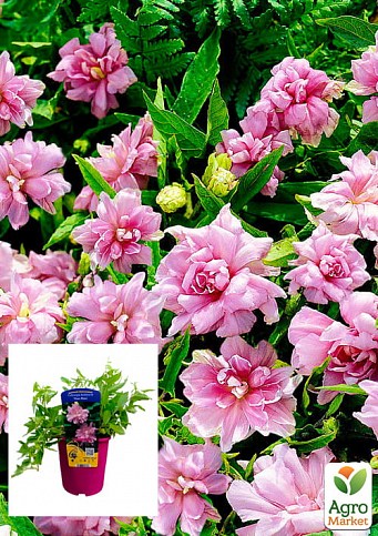 Калистегия махровая 3-х летняя (Calystegia hederacea Flore Pleno) С2