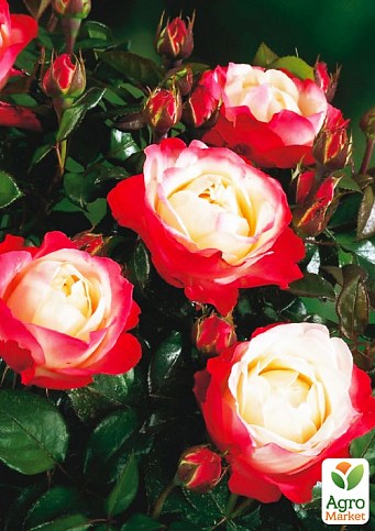 Троянда в контейнері чайно-гібридна "Nostalgie" (саджанець класу АА+) - фото 3