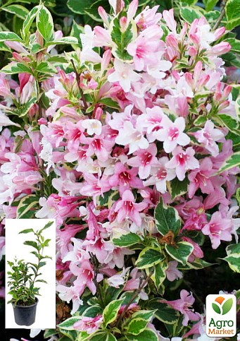 Вейгела флорида 2-річна "Nana Variegata" висота 20-40см