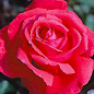 Роза чайно-гибридная "Duftwolke"