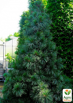 Сосна "Корейський кедр" (Pinus koraiensis) горщик P95