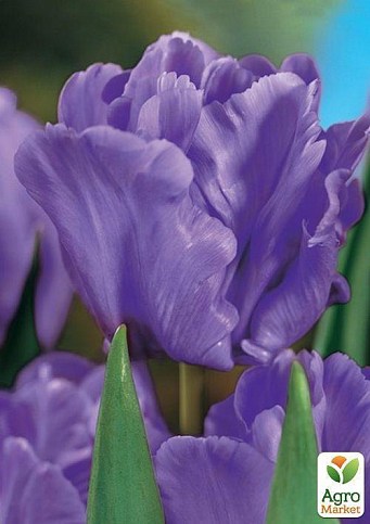 Тюльпан "Blue Parrot" (размер 10/11 , крупный) 3шт в упаковке - фото 2