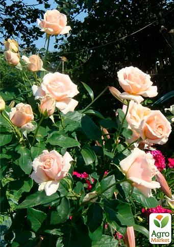 Троянда в контейнері чайно-гібридна "Paul Ricard" (саджанець класу АА+) - фото 3