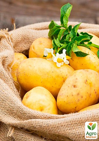 Картофель "Раноми" семенной ранний (1 репродукция) 1кг