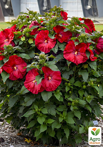 Гибискус травянистый "My Valentine" высота 70-90см горшок С1,5