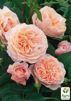 Роза английская "William Morris" (саженец класса АА+) высший сорт6