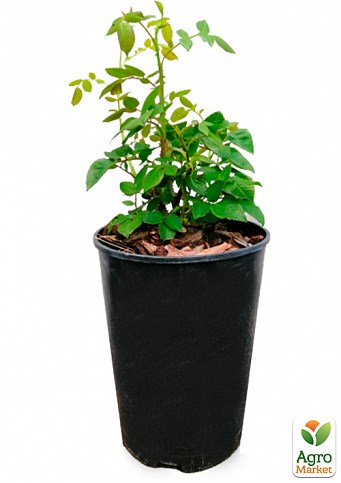 Роза в контейнере английская плетистая "Red Eden Rose" (саженец класса АА+) - фото 2