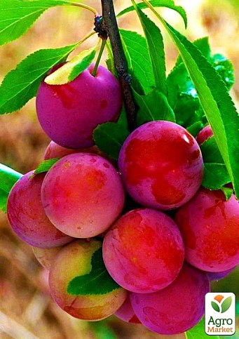 Алыча "Кубанская Комета" (летний сорт, средний срок созревания)