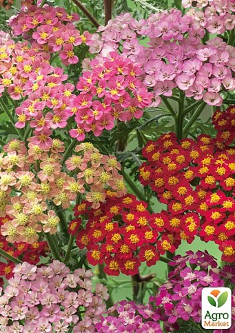 Деревій "Вальс квітів" ТМ "Vesna Exclusive" 0,1г