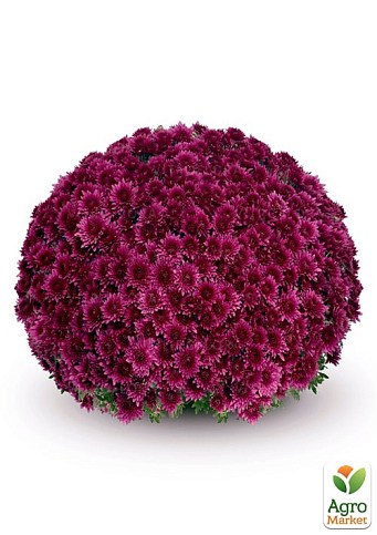 Хризантема мультифлора шарообразная "Sorini Mauve"  - фото 2