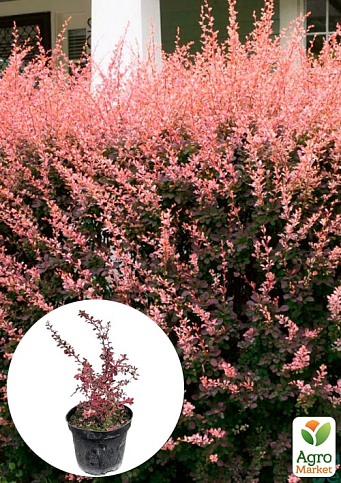 Барбарис Тунберга 3-х летний "Rose Glow" С2, высота саженца от 25см