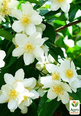 Жасмин садовий 4-х річний "Суничний" (С7,5 висота 80-100см) - фото 3