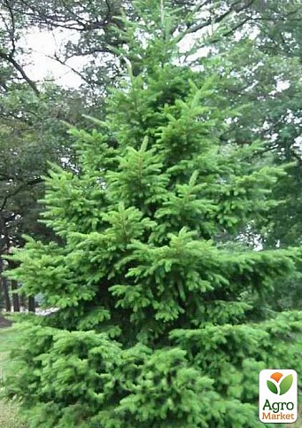 Пихта Дугласа 3-х летняя (Pseudotsuga menziesii) высота 30-40 см