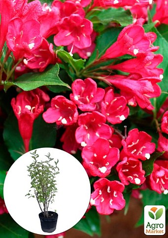 Вейгела 5-річна "Bristol Ruby" С7.5 (висота 40-60см)