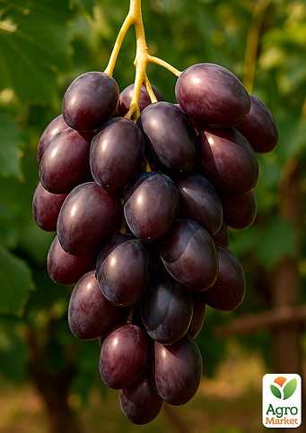 Виноград "Заветный" (ранний срок созревания, гроздь крупная до 1000 гр)
