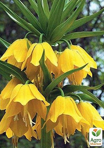 Фритиллярия "Maxima Lutea" 1шт в упаковке