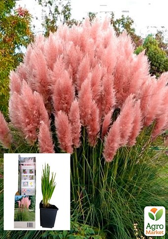 Pink Pampas Grass Seeds  Идеи посадки растений, Посадка цветов, Посадка  деревьев