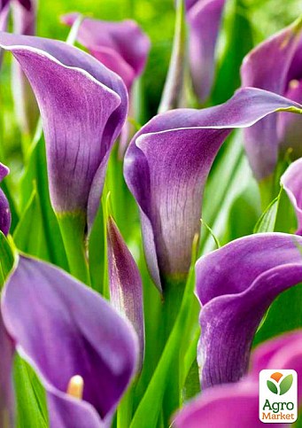 Калла "Amethyst" 1шт в упаковці