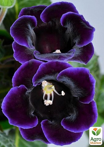 Глоксиния "Violacea"