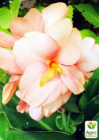 Канна "Salmon Pink" 1шт в упаковці