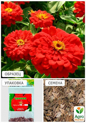 Цинния красная (Зипер) ТМ "Весна" 2г - фото 4