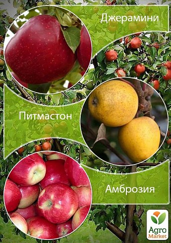 Дерево-сад Яблуня "Джераміні+Пітмастон+Амброзія"