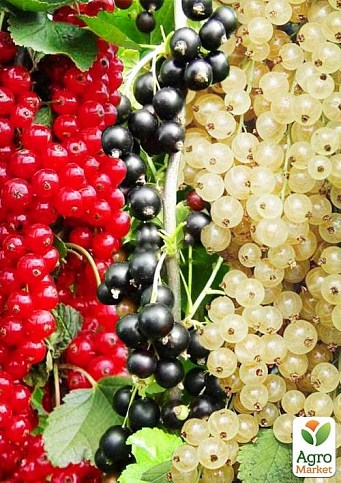 Найкраща смородина, комплект із 3-х сортів "Ягідний коктейль" (Berry cocktail) 3шт саджанців