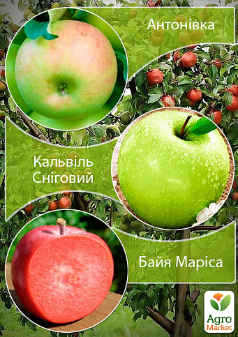 Дерево-сад Яблуня "Байя Маріса+Кальвіль Сніговий+Антонівка"