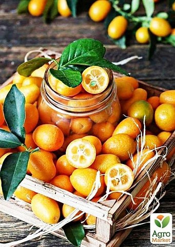 Кумкват "Хіндші"