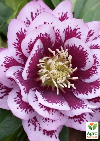 Морозник махровый (Helleborus) "Double Ellen Spotted Pink"