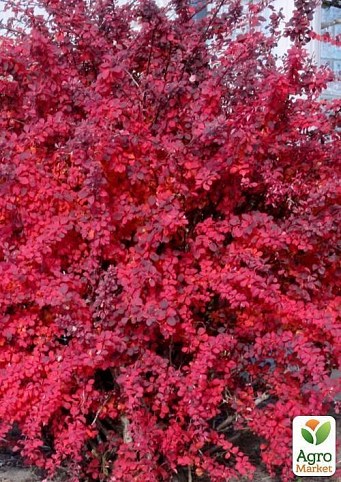 Барбарис тунберга "Aтропурпурея" (Atropurpurea)