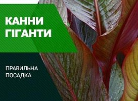 Канни вирощування та догляд: як виростити гігантів - корисні статті про садівництво від Agro-Market