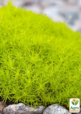 Моховатка (мшанка, ірландський мох) "Lime Moss"