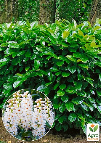 Лавровишня Ротундіфоліа (Prunus Rotundifolia)
