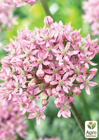 Алліум "Pink Jewel" (розмір 10/12 великий) 1шт в упаковці