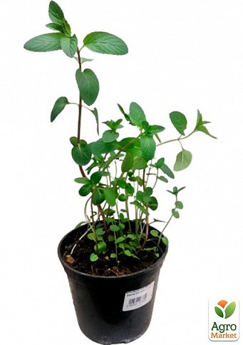 Мята Шоколадная "Mentha Chocolate" (контейнер Р9) - фото 2