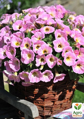 Петуния Potunia "Piccola Pink" (контейнер №10, высота 10-15см)