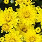 Хризантема Садовая "Fonti Yellow" (горшок ф12 высота 20-30см) цена