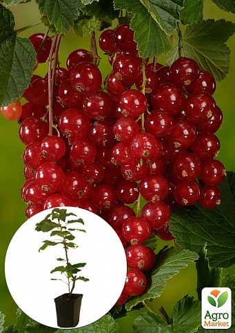 LMTD Смородина "Jonkheer Van Tets" (сортова, укорінена) висота 50-70см